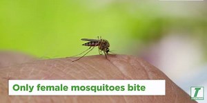 So, why do mosquitoes bite? Dr. Stan Cope, Terminix International's director of entomology and regulatory services and a mosquito expert, explains the variety of reasons. #MosquitoMonday http://bit.ly/1s7K5lW | Terminix