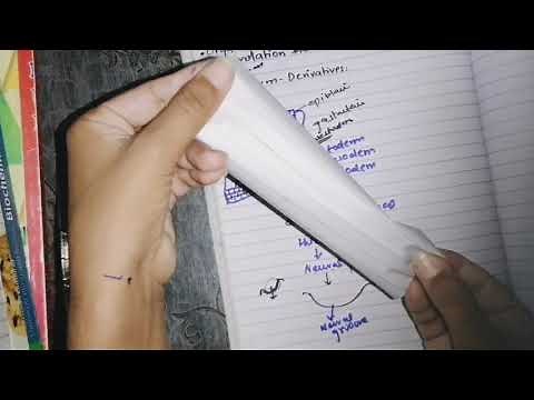 Embryonic period, Neurulation, 3rd to eight week of development