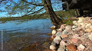 Beautiful scenery from Finnish lake with tree bending over water. Landscape of clear water and summer in Finland.