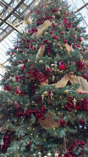 Abies concolor - concolor fir - Longwood Gardens - Eva Monheim 2026 01 01 #trees #evergreen #garden