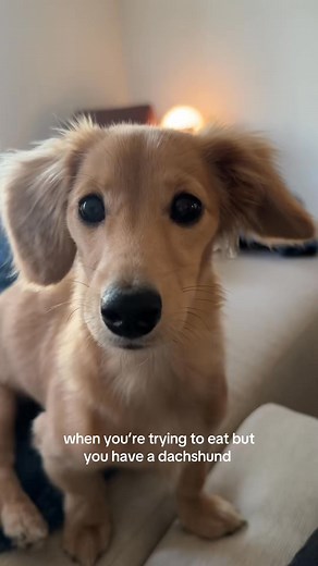 4.8K views · 282 reactions | personal space is non existent in this home  | Junie B Weiner | Facebook