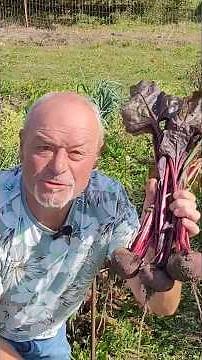 Growing red beets in your garden