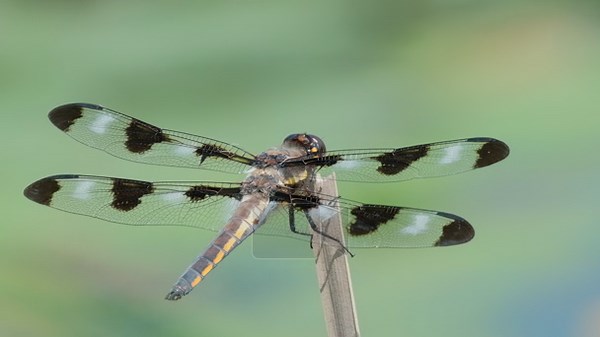 Skimmer Dragonfly Resting on Stick Over Pond Before Flying Off Nature Video Stock Video Footage - Alamy