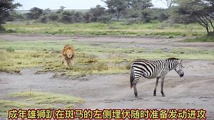 zebra cry