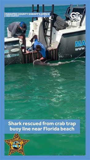 A shark was rescued by Manatee County deputies and Mote Marine Laboratory staff after getting tangled up in a crab trap buoy line. MORE: http://www.gulfcoastnewsnow.com/article/shark-rescue-crab-trap-manatee-county-florida/69977346 | Gulf Coast News