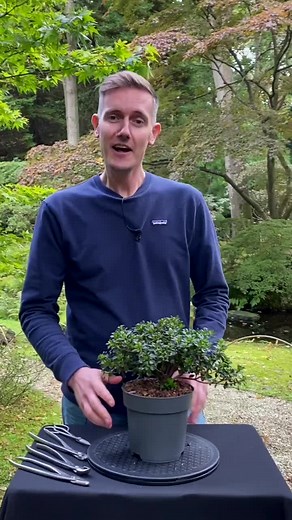 We style a nice little Azalea Bonsai, using humble and cheap nursery stock material. #azalea #bonsai #tree #nature #diy #bonsaitree