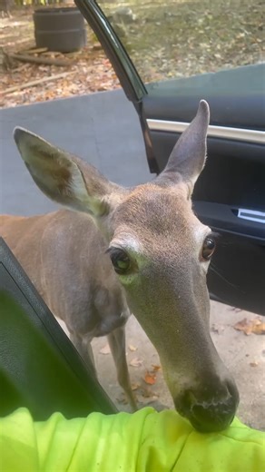 131K views · 1.5K reactions | the deer of curiosity and friendliness 梁歷 (Via - Naquan P.) #Deer #Cute #Fawn #Wildlife | The Pet Collective | Facebook