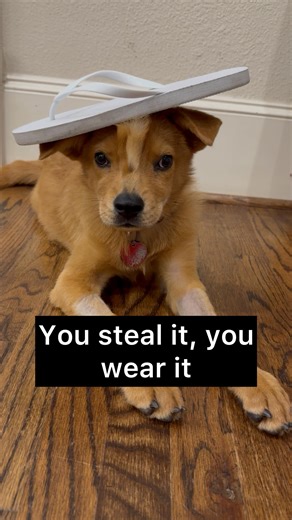 Whitney | Foster Dog Enthusiast 🐾 on Instagram: "You steal it, you wear it. Twilight Sparkle is at that age where most things in the house look chewable 🤣. ❤️❤️ We love seeing her get her spunk back. Chew whatever you want!"