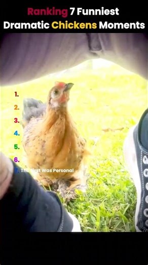 Ranking 7 Funniest Dramatic Chickens Moments
