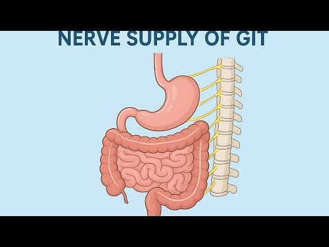 Complete Nerve Supply of GIT | Sympathetic & Parasympathetic System