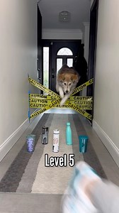 542K views · 9.1K reactions | We are back in the hallway of hecks with a new obstacle course. I am super impressed with how well Champ did! | The Half Husky Bros | Facebook