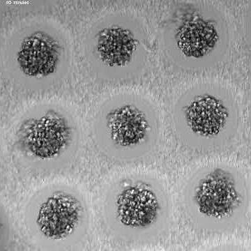 Reproducible spheroid formation 2 - hydrogel wells using PRIMO