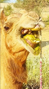 Camel Crying Scene #camel #animals #nature #shortvideo #wildlifeshorts #pets #attack #camellife