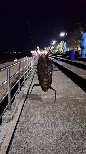 Unique Dancing Cockroach Video Experience