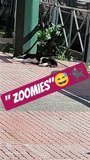 «Parkour ή απλά ήλιος; Η πιο γρήγορη γάτα του Παγκρατίου!»