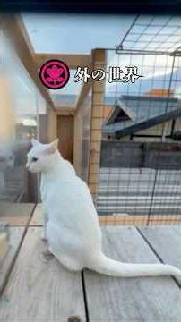 The brave cat