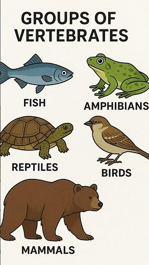 The five groups of vertebrates #animalsvideo #educationalvideo