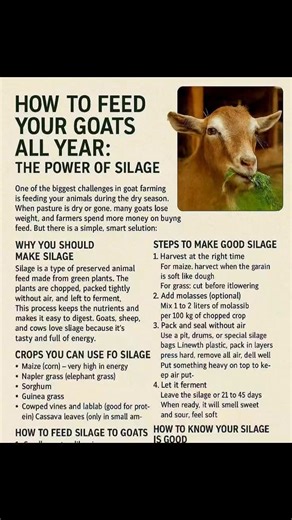 3.4K views · 20 reactions | Feed your goat all year #ViralFarmingTips #goatFeeding #goatFarming | Farming Tech& Business | Facebook