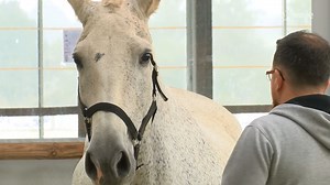 Découverte : de l'équicoaching pour se former au management - Actualité en Vendée