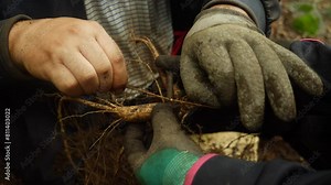Chinese people digging ginseng in the forest