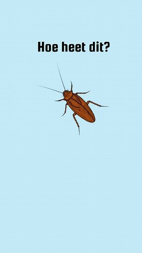 Leren over Insecten in het Nederlands