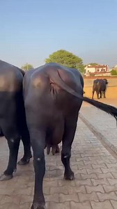 Ram Dairy Farm on Reels