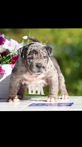 1.4K views · 278 reactions | Ninja daughter 5 weeks old  look at that stance!!! | Bossy Kennels | Facebook