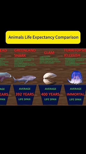 Animal Life Expectancy Insights: A Detailed Comparison