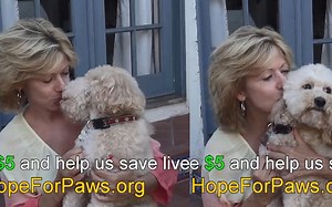 希望之爪（Hope For Paws）一只严重缠结的狗狗获救，然后做出一生的改变！