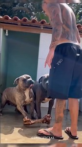 764K views · 5.6K reactions | This guy is crazy  #dogs #dogtrainer #xlbully #react #reaction | Canine Revolution Dog Training | Facebook