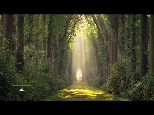 L’ art de la lumière - Stephen Sicard (Logos)