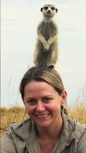Where are the best places to see Meerkats in the wild?