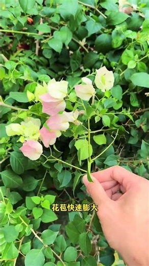 The Magic Behind Bougainvillea Blossoms - Unveiled