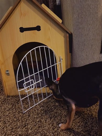 Indoor Dog House for small dogs comes with a soft padded mat Click the link below #doghouse #smalldog #fyp #petsupplies #chiweenie