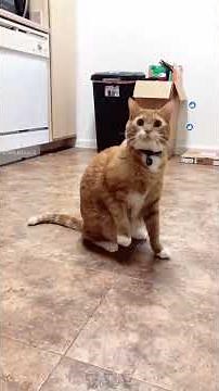 😺🤔 My Cat Is Confused | Funny Cat Reactions & Moments | 3MonkeysX