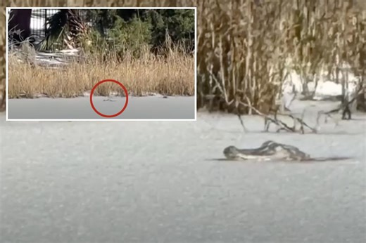 Alligator spotted stuck in icy lake as deep freeze hit the South
