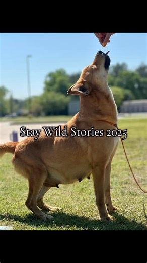 50 reactions · 5 comments | Part 1 of our 2025 Stay Wild Story...