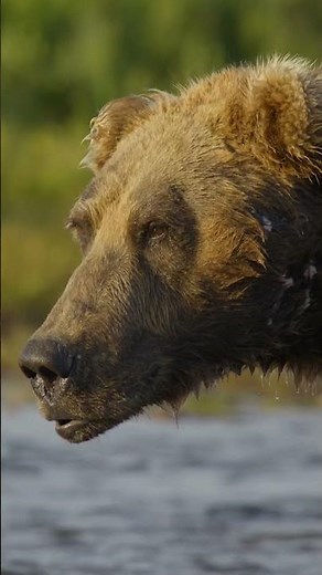 Running Wild Behind The Scenes: Grizzlies