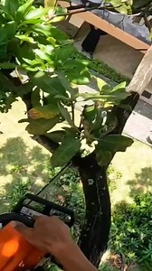 534K views · 2.3K reactions | Prune part of mango tree  #mangotree #trending #treecuttining #tree #pruning #viralvideo #viral #treeremoval #treecutting #foryou #chainsaw #cuttingshapes #trees | Sonia Decker 04 | Facebook
