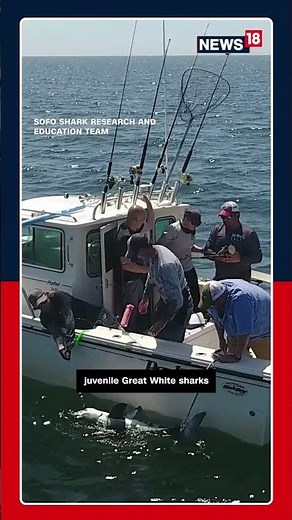 Rare Great White Shark Sighting off the coast of New York | #shorts