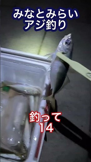 横浜みなとみらい新港パークでアジ釣り19匹！トリックサビキで楽しむ shorts #japanese fishing #fishing in japan #japan fishing #fishing