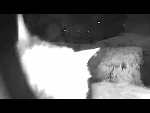 House Cat Or Mountain Lion?