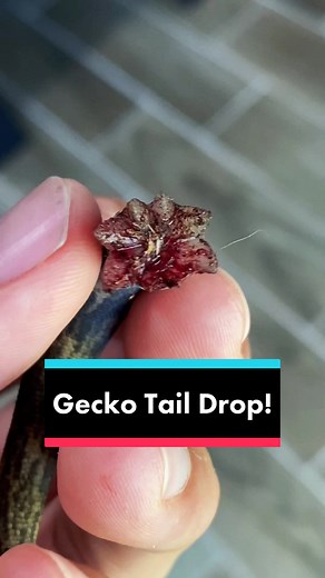 Crested Gecko Autotomy Explanation