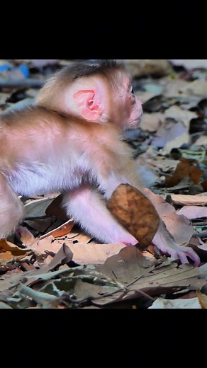 Adorable Baby Monkey Learning the World Slowly | Alien TV