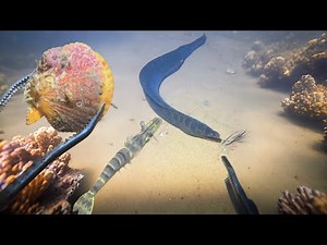 Diving to catch seafood - eel, shrimp, crab, fish - Vlog May 12