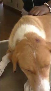 Remove Monster Mango worms from poor dog || Mango worms removal #10 #shorts