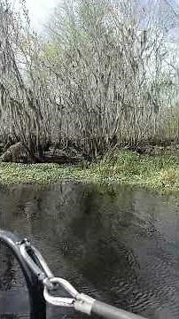 Wild Bill's Airboat Tours - Withlacoochee River