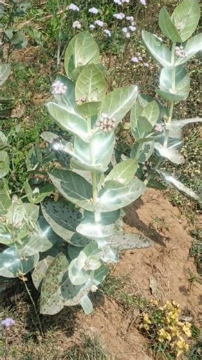 Robot Dance Video | Funny Robot Performance