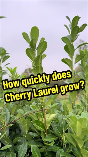 Cherry Laurel Growth Rate: Key Insights for Gardeners