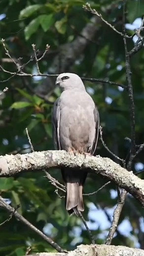 4.3K views · 213 reactions | Mississippi Kite in New Jersey, USA (July 27, 2020) #birds #newjersey #nature #birding #wildlife | Scott Michael Miller Photography | Facebook